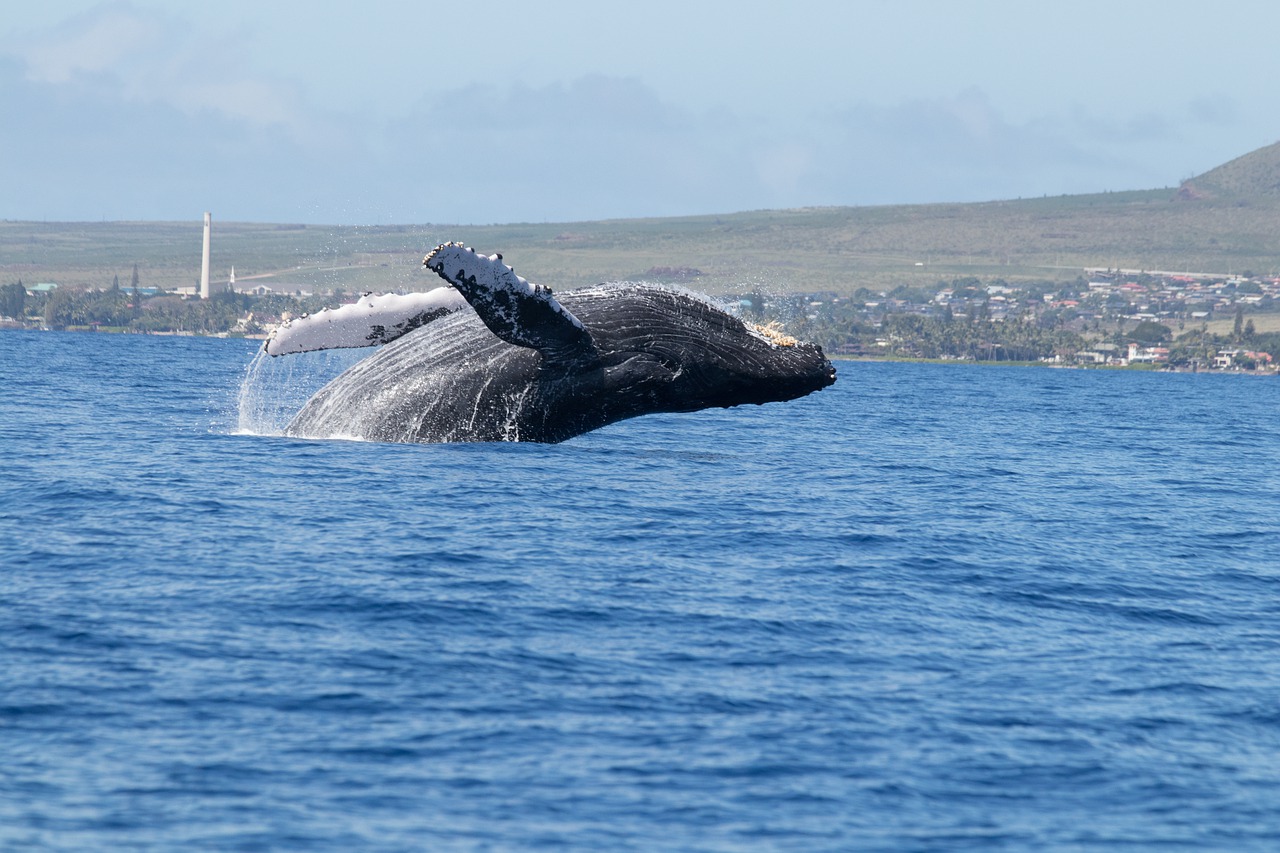 Un pêcheur se fait avaler par une baleine et survit