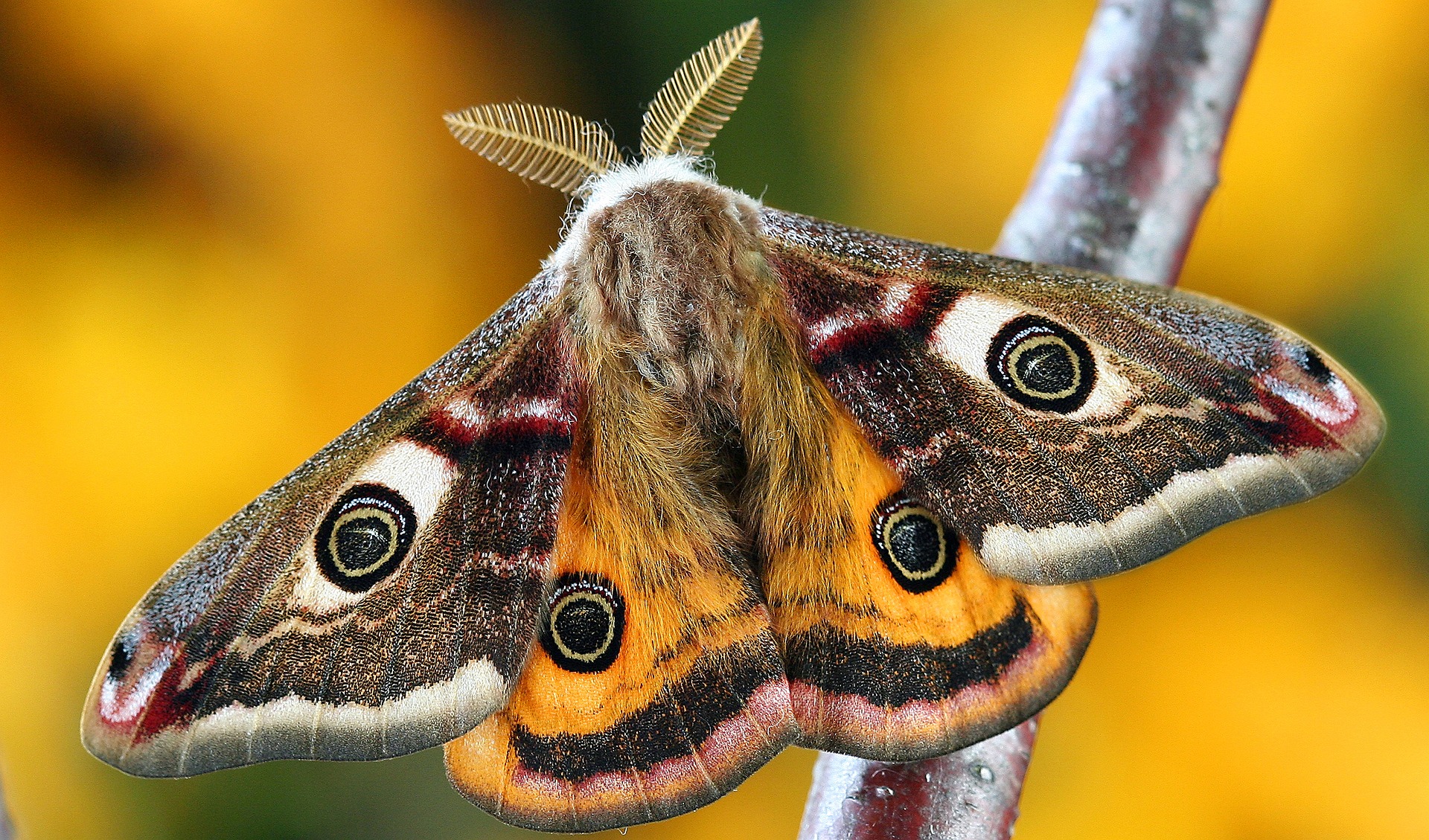 Elle trouve un papillon de nuit énorme et effrayant dans une forêt (photos)