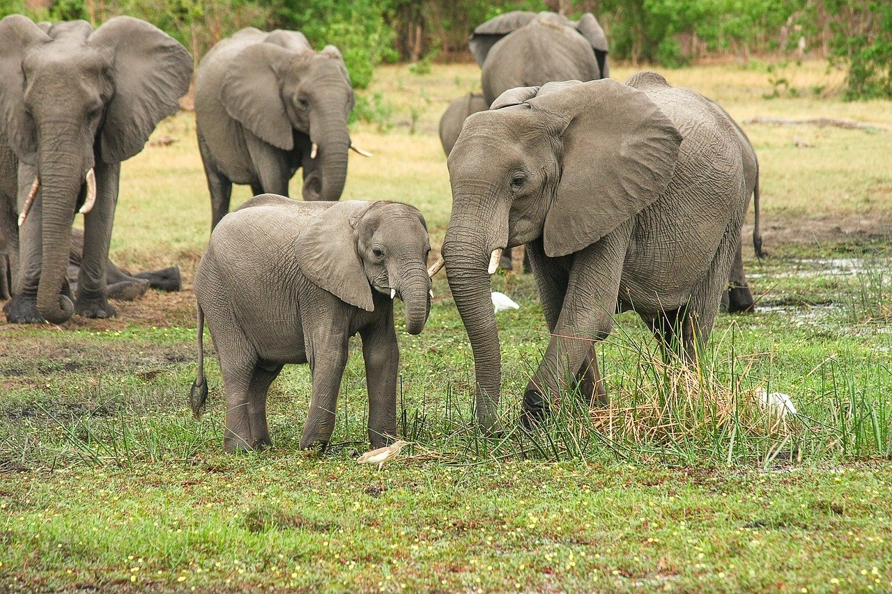 Il sculpte un éléphant de 7m avec des bananes (photo)