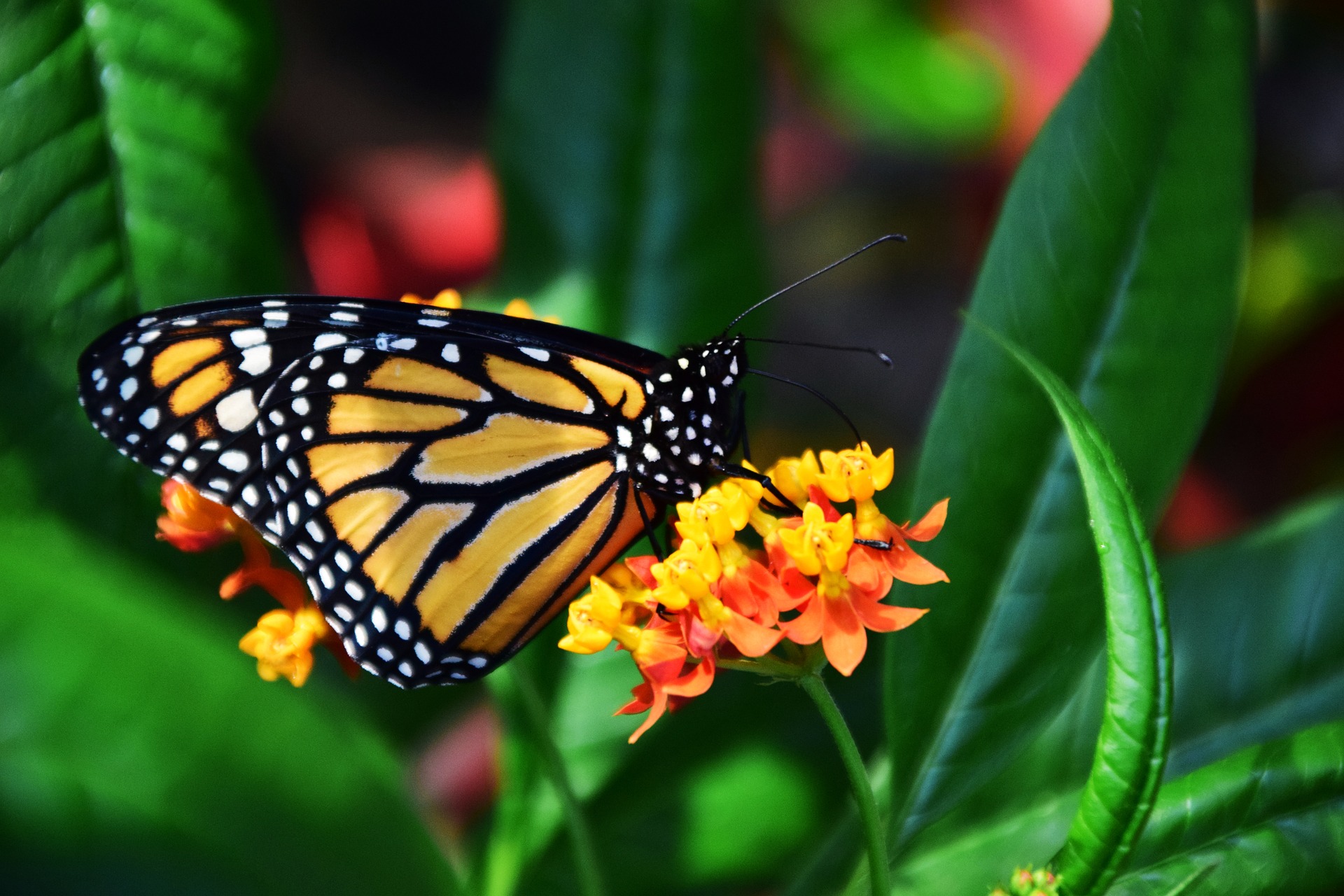 L'incroyable voyage migratoire des papillons monarques